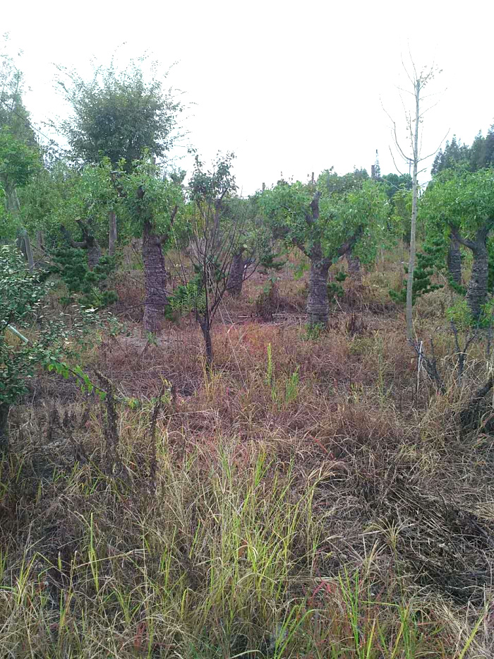 G0346 ������̩���� �ֺ���·��̩·���� ���Ŷ�Ժ ���ֵ�5Ķ ����500ƽ�� ��������200ƽ